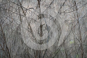 Moody foggy background of trees in the woods at dawn