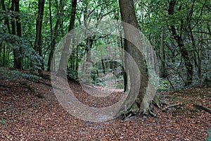 Moody forest with leaves.