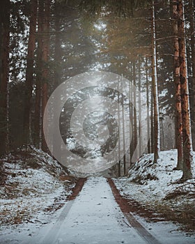 A moody forest road in North Zealand, Denmark during wintertime.