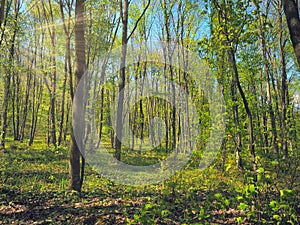 Moody forrest with sunlight and sunrays