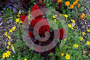 Moody image of burgandy celosia closeup in a garden