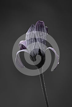 moody image of a delicate purple flower covered in water droplets