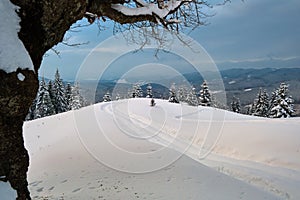 Moody landscape with footpath tracks and pine trees covered with fresh fallen snow in winter mountain forest on cold