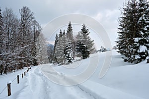 Moody landscape with footpath tracks and pine trees covered with fresh fallen snow in winter mountain forest on cold