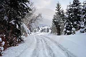 Moody landscape with footpath tracks and pine trees covered with fresh fallen snow in winter mountain forest on cold