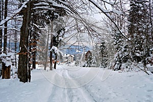 Moody landscape with footpath tracks and pine trees covered with fresh fallen snow in winter mountain forest on cold