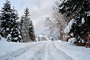 Moody landscape with footpath tracks and pine trees covered with fresh fallen snow in winter mountain forest on cold