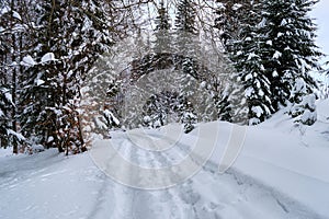 Moody landscape with footpath tracks and pine trees covered with fresh fallen snow in winter mountain forest on cold