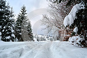 Moody landscape with footpath tracks and pine trees covered with fresh fallen snow in winter mountain forest on cold