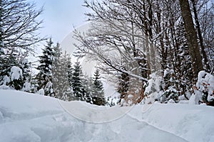 Moody landscape with footpath tracks and pine trees covered with fresh fallen snow in winter mountain forest on cold