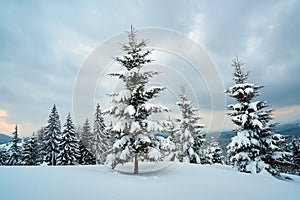 Moody landscape with pine trees covered with fresh fallen snow in winter mountain forest in cold gloomy evening