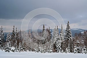 Moody landscape with pine trees covered with fresh fallen snow in winter mountain forest in cold gloomy evening