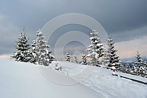 Moody landscape with pine trees covered with fresh fallen snow in winter mountain forest in cold gloomy evening