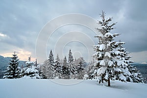 Moody landscape with pine trees covered with fresh fallen snow in winter mountain forest in cold gloomy evening