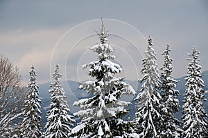 Moody landscape with pine trees covered with fresh fallen snow in winter mountain forest in cold gloomy evening