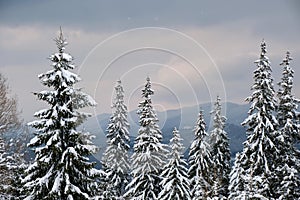 Moody landscape with pine trees covered with fresh fallen snow in winter mountain forest in cold gloomy evening