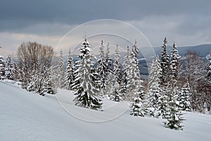 Moody landscape with pine trees covered with fresh fallen snow in winter mountain forest in cold gloomy evening