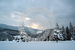 Moody landscape with pine trees covered with fresh fallen snow in winter mountain forest in cold gloomy evening