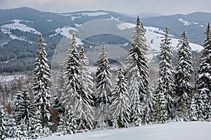 Moody landscape with pine trees covered with fresh fallen snow in winter mountain forest in cold gloomy evening