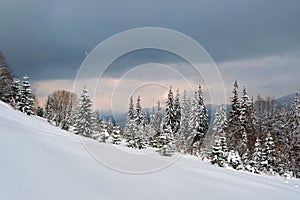 Moody landscape with pine trees covered with fresh fallen snow in winter mountain forest in cold gloomy evening