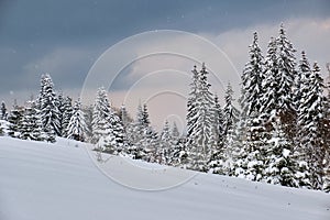 Moody landscape with pine trees covered with fresh fallen snow in winter mountain forest in cold gloomy evening