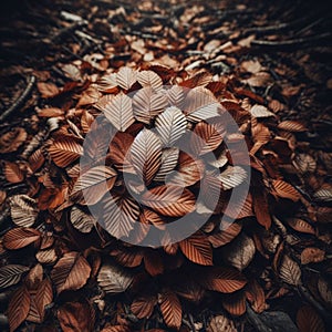 Moody leaves lie on forest floor in dark red and browns