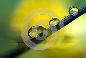 A moody macro portrait of a blade of grass sticking in some water. There are some water drops on the blade of grass with in them