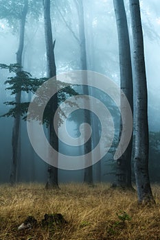 Moody Morning in the Forest