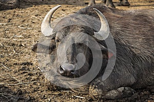 Moody Murrah buffalo photo