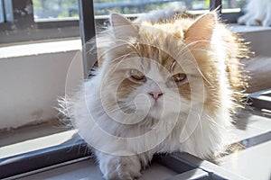 Moody Persian cat.