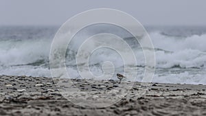 Moody photo. A plover on the shore of the stormy North Sea.