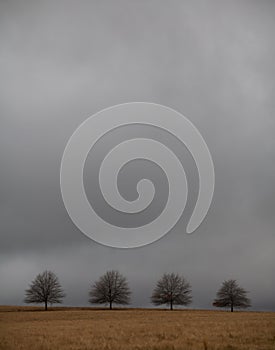 Moody picture of trees with copy space background