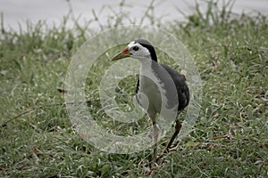 Moody picture of a white breasted waterhen