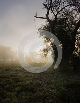 Moody Rural Sunrise With Mist And Dew On Grass