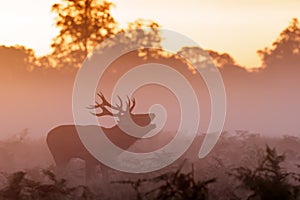 Moody silhouette of Red Deer stag Cervus elaphus bugling