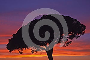 Moody sky with pine (Pinus), Camargue, France