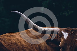 Moody Texas longhorn cow horn