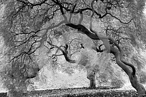 Moody Trees in Black and White