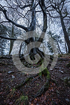 A moody vertical photograph of an ancient twisted tree in a forest