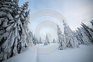 Moody winter landscape with spruce forest cowered with white snow in cold frozen mountains