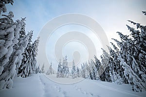 Moody winter landscape with spruce forest cowered with white snow in cold frozen mountains