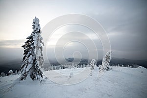 Moody winter landscape with spruce forest cowered with white snow in cold frozen mountains