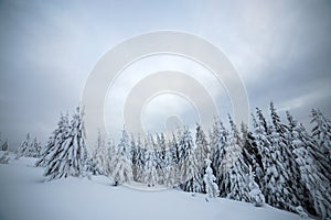 Moody winter landscape with spruce forest cowered with white snow in cold frozen mountains