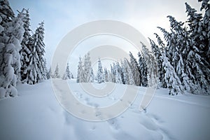 Moody winter landscape with spruce forest cowered with white snow in frozen mountains