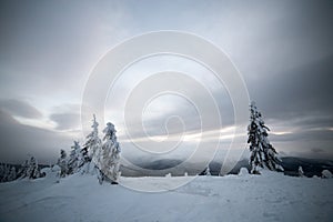 Moody winter landscape with spruce forest cowered with white snow in frozen mountains