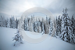 Moody winter landscape with spruce forest cowered with white snow in frozen mountains