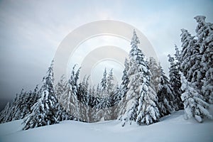 Moody winter landscape with spruce forest cowered with white snow in frozen mountains