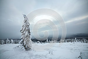 Moody winter landscape of spruce trees cowered with deep white snow in cold frozen mountains