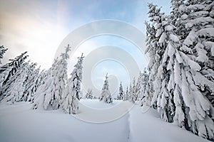 Moody winter landscape of spruce woods cowered with deep white snow in cold frozen highlands