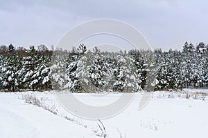 Moody winter landscape of spruce woods cowered with deep white snow in cold frozen highlands. Gloomy overcast winter day in